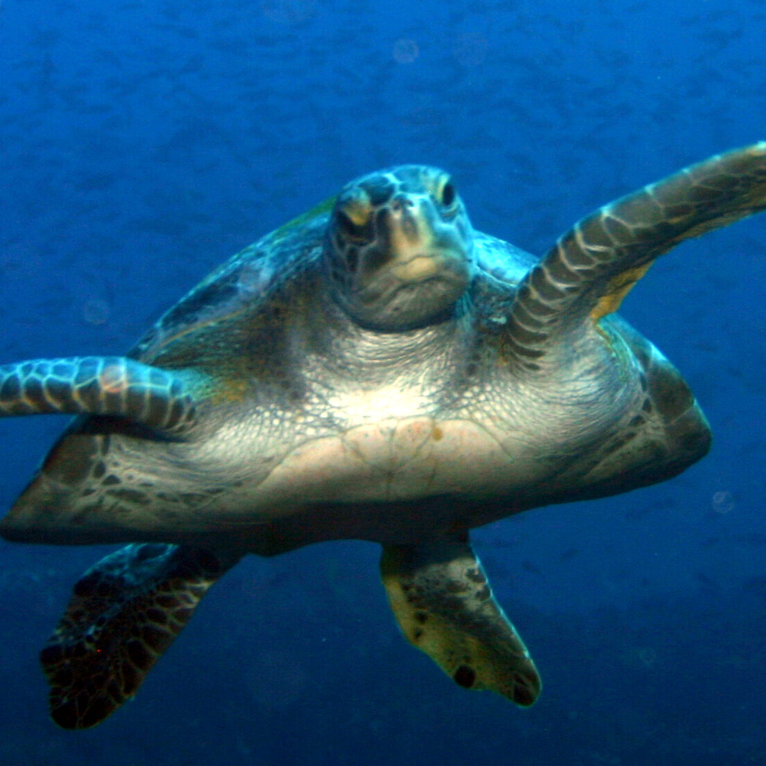 ISLA COIBA BY PRIVATE YACHT - COÍBA YACHT